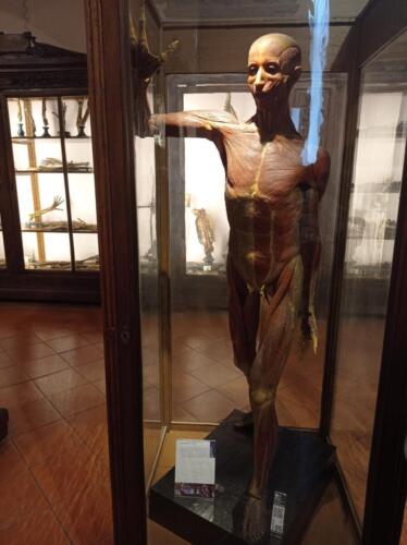 Visita didattica al Museo Anatomico (21/12/2021)