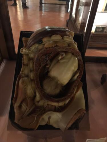 Visita didattica al Museo Anatomico (21/12/2021)